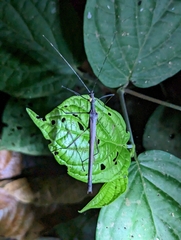Pseudophasma unicolor