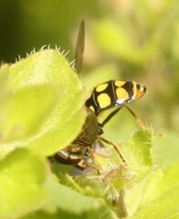 Eupeodes latifasciatus