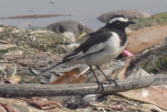 Motacilla maderaspatensis