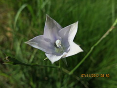 Wahlenbergia undulata
