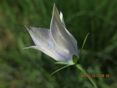 Wahlenbergia undulata