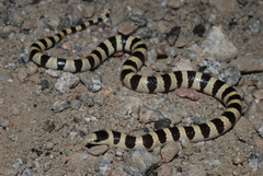 Sonora annulata