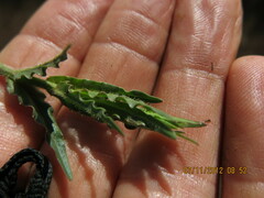Wahlenbergia undulata