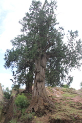 Juniperus procera