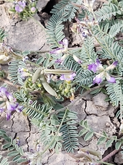 Astragalus nuttallianus