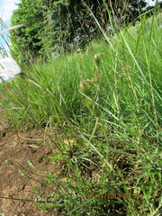 Wahlenbergia undulata