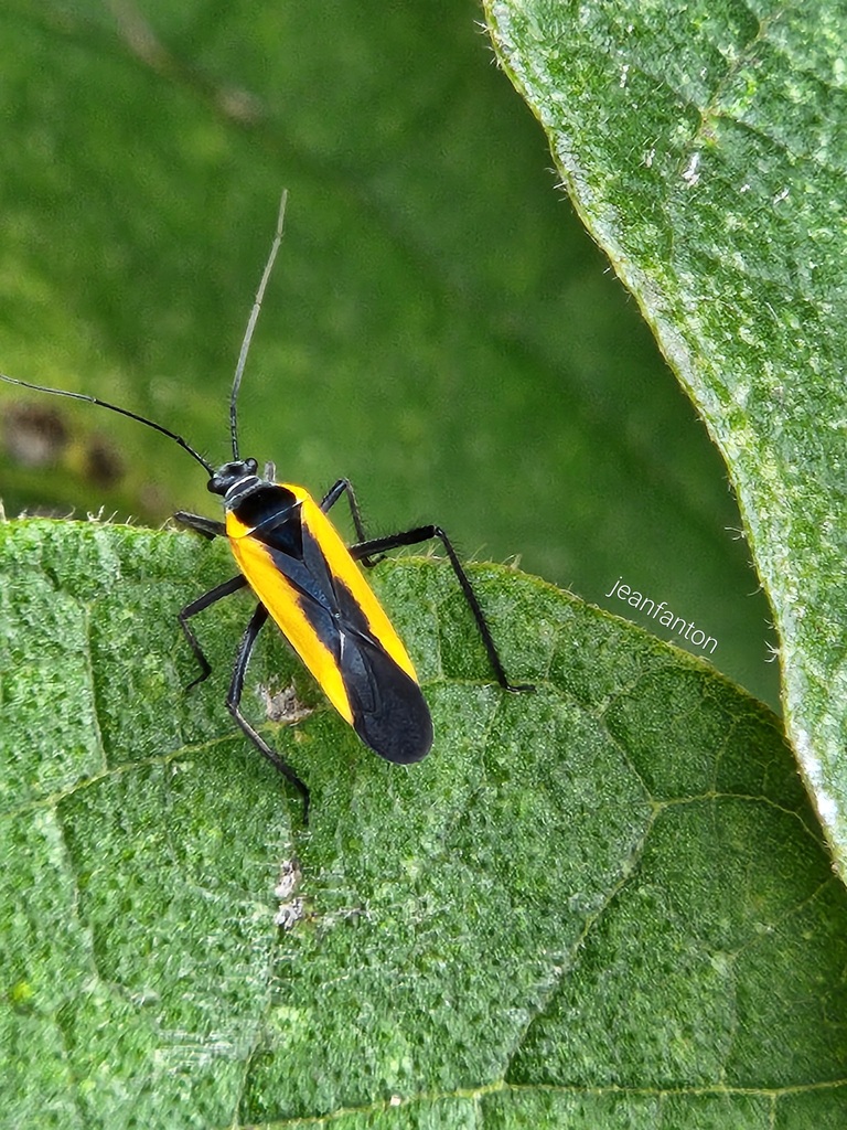 Mabelia pulcherrima