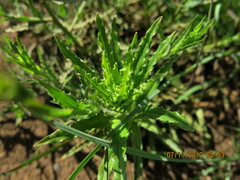 Wahlenbergia undulata