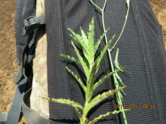 Wahlenbergia undulata