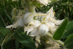 Astragalus sieversianus