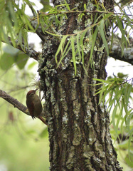 Cranioleuca antisiensis