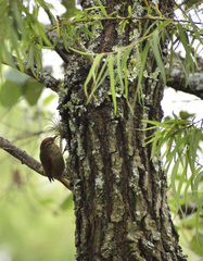 Cranioleuca antisiensis