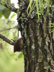 Cranioleuca antisiensis