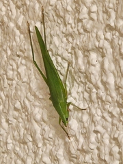 Euconocephalus nasutus