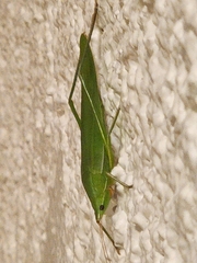 Euconocephalus nasutus