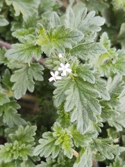 Glandularia quadrangulata