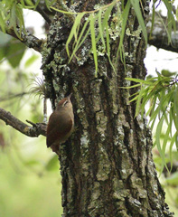Cranioleuca antisiensis