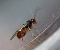 Cynipinae