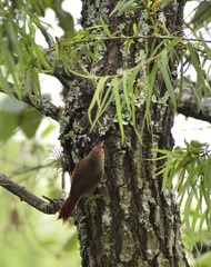 Cranioleuca antisiensis