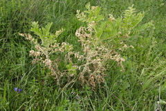 Astragalus sieversianus