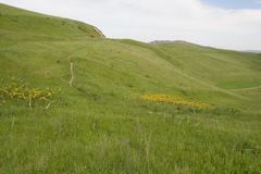 Astragalus sieversianus