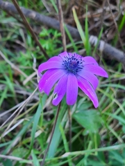 Anemone hortensis