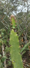 Acanthocereus