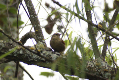 Cranioleuca antisiensis