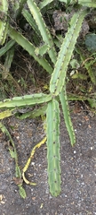 Acanthocereus