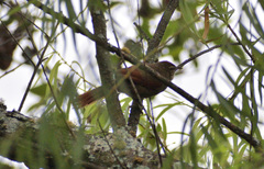 Cranioleuca antisiensis