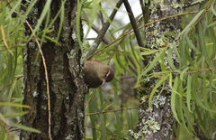 Cranioleuca antisiensis