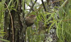 Cranioleuca antisiensis