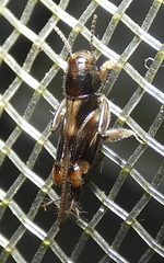 Tridactylidae
