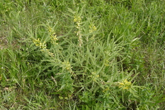 Astragalus sieversianus
