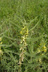 Astragalus sieversianus