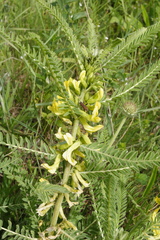 Astragalus sieversianus