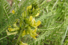 Astragalus sieversianus
