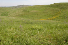 Astragalus sieversianus