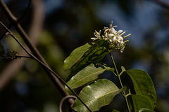 Saba senegalensis