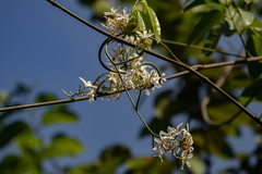 Saba senegalensis