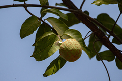 Saba senegalensis