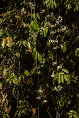 Saba senegalensis