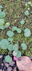 Hydrocotyle bonplandii