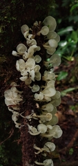 Ripartitella alba