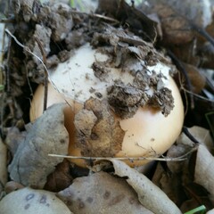 Amanita velosa