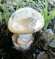 Amanita velosa