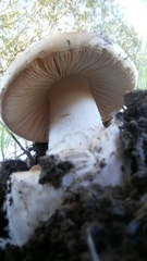 Amanita velosa