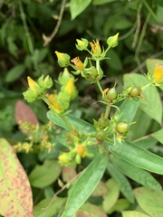Hypericum sphaerocarpum