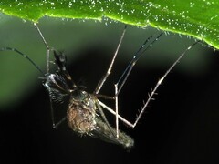 Aedes vexans