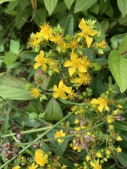 Hypericum sphaerocarpum